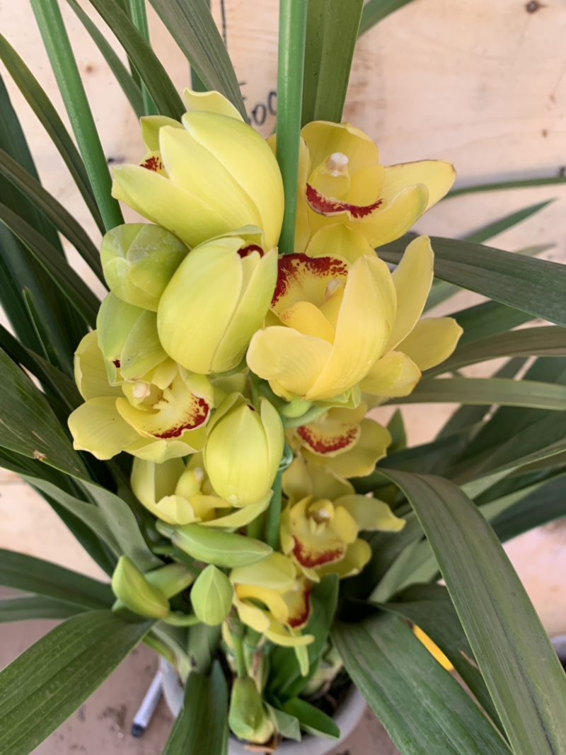 大花惠兰元宵花拱兰好养四季常绿好养喜庆春节花卉