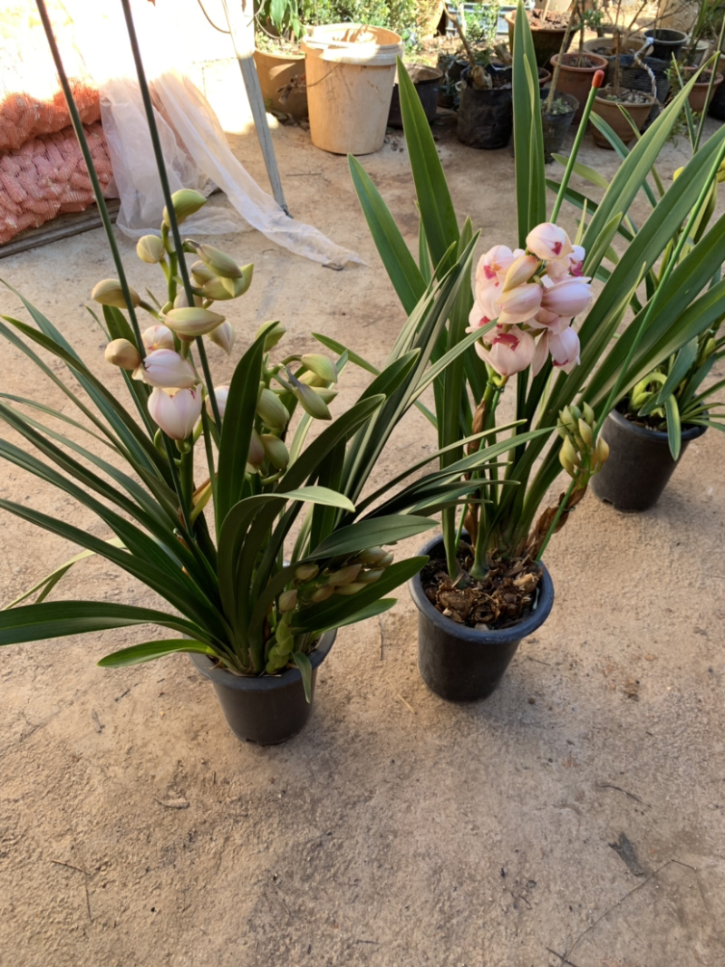 大花惠兰元宵花拱兰好养四季常绿好养喜庆春节花卉