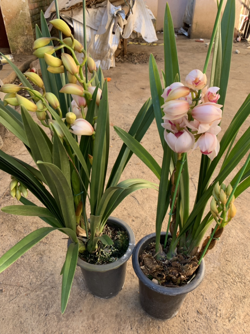 大花惠兰元宵花拱兰好养四季常绿好养喜庆春节花卉