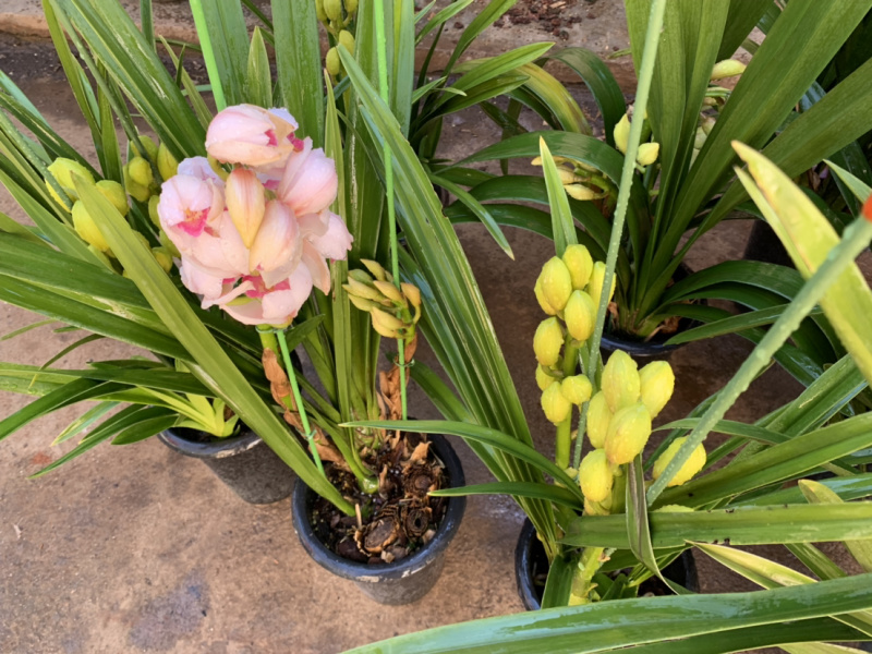 大花惠兰元宵花拱兰好养四季常绿好养喜庆春节花卉