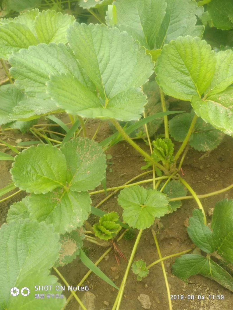 红颜草莓苗20~30cm优质大棚草莓苗批发