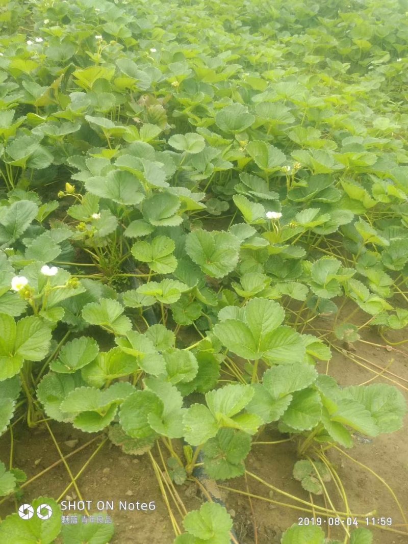 红颜草莓苗20~30cm优质大棚草莓苗批发