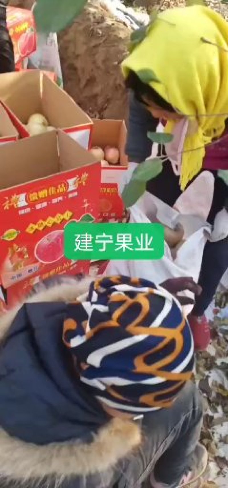 苹果我处有大量苹果，口感脆甜，有需要联系