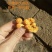 虫草花大孢子头孢子粉足北虫草寻地道食材品自然味道