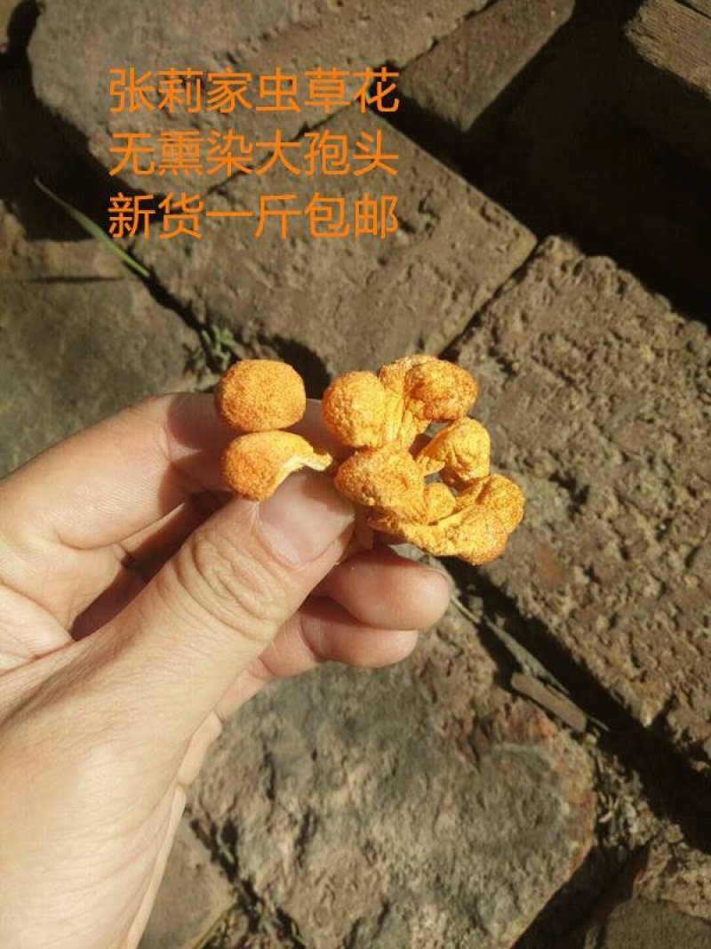 虫草花大孢子头孢子粉足北虫草寻地道食材品自然味道