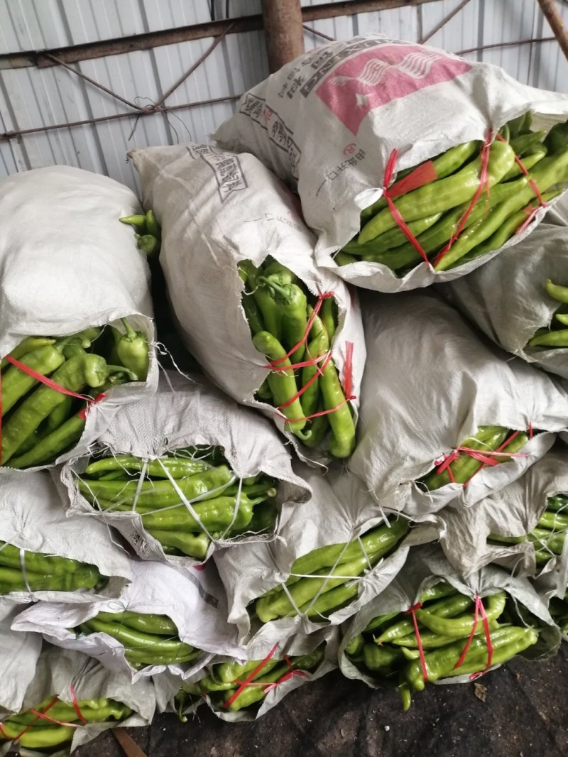 精选绿皮尖椒黄皮尖椒