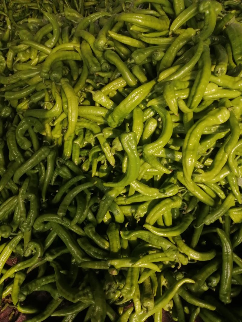 精选绿皮尖椒黄皮尖椒
