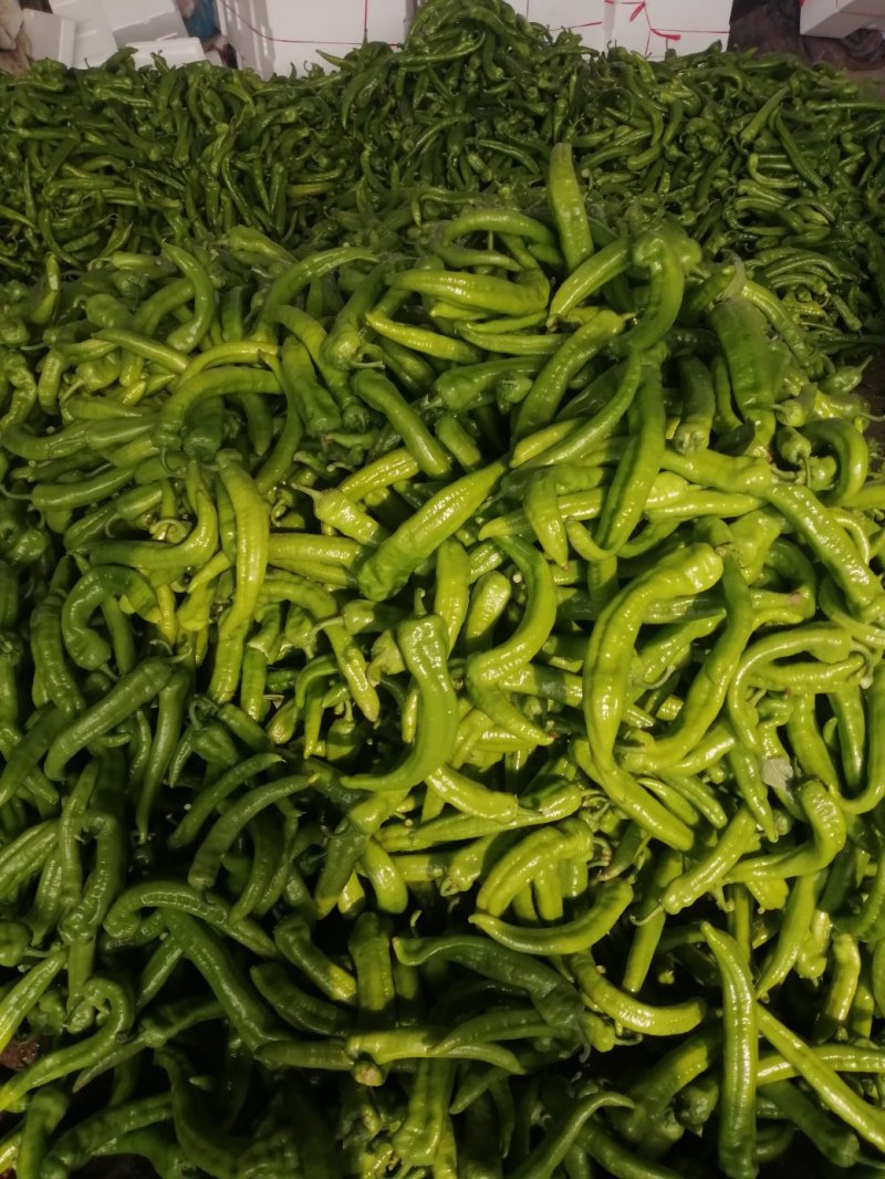 精选绿皮尖椒黄皮尖椒