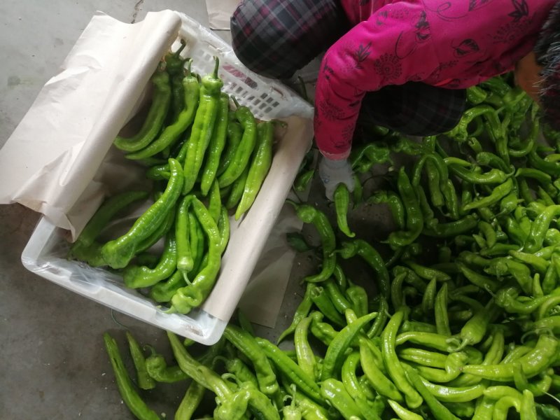 精选绿皮尖椒黄皮尖椒
