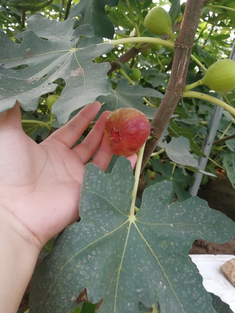 无花果树苗低价批发品种齐全包邮发货各品种无花果出售