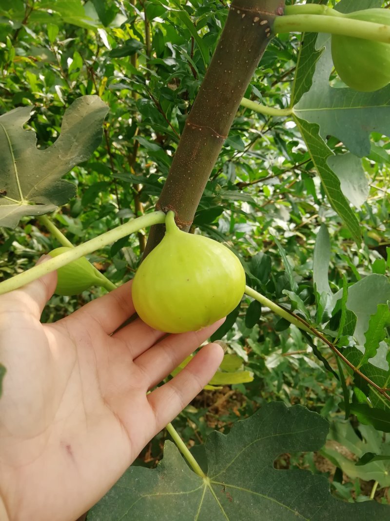 无花果树苗低价批发品种齐全包邮发货各品种无花果出售