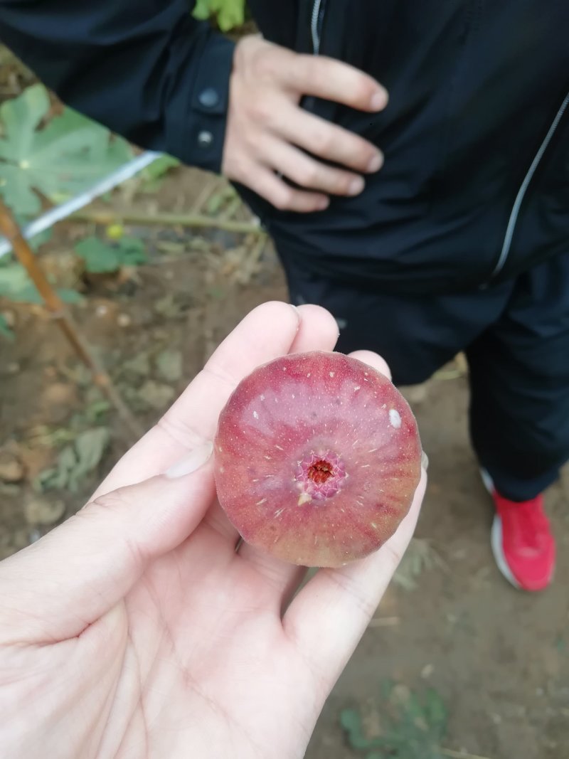无花果树苗低价批发品种齐全包邮发货各品种无花果出售