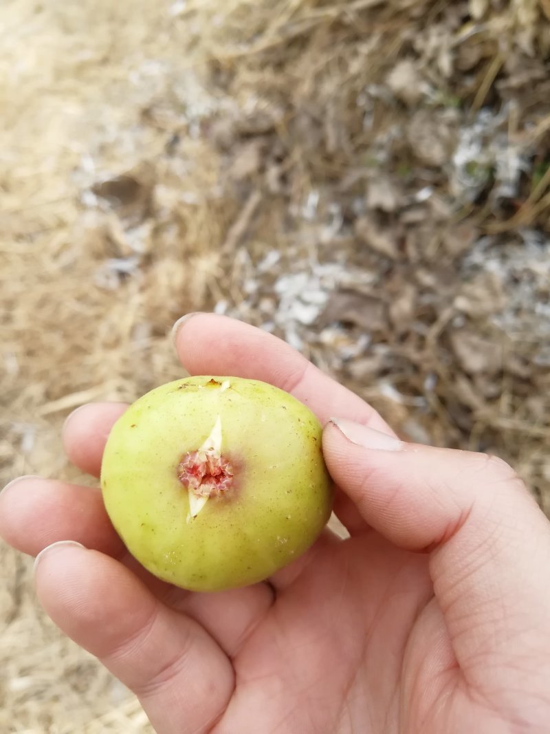 无花果树苗低价批发品种齐全包邮发货各品种无花果出售