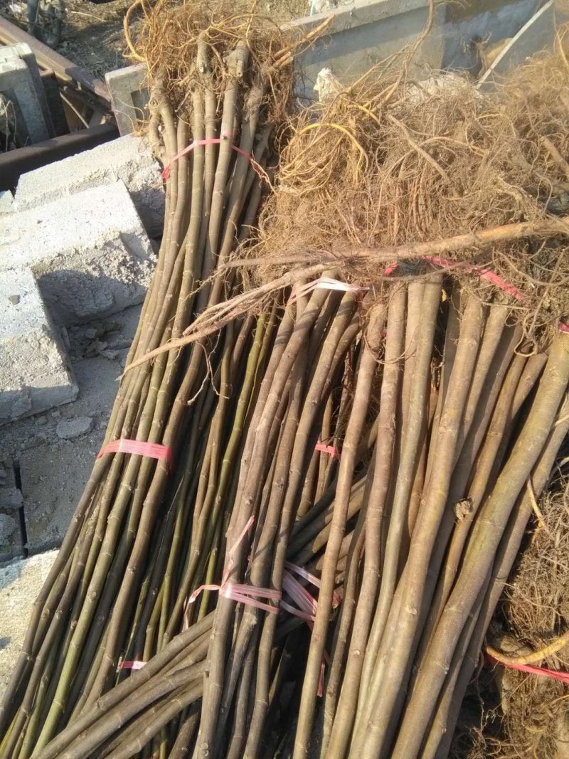 无花果树苗低价批发品种齐全包邮发货各品种无花果出售
