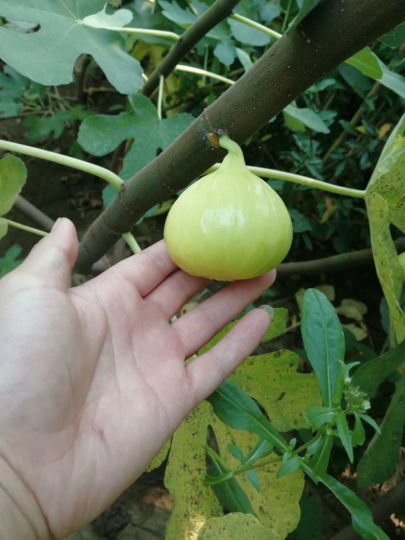 无花果树苗低价批发品种齐全包邮发货各品种无花果出售