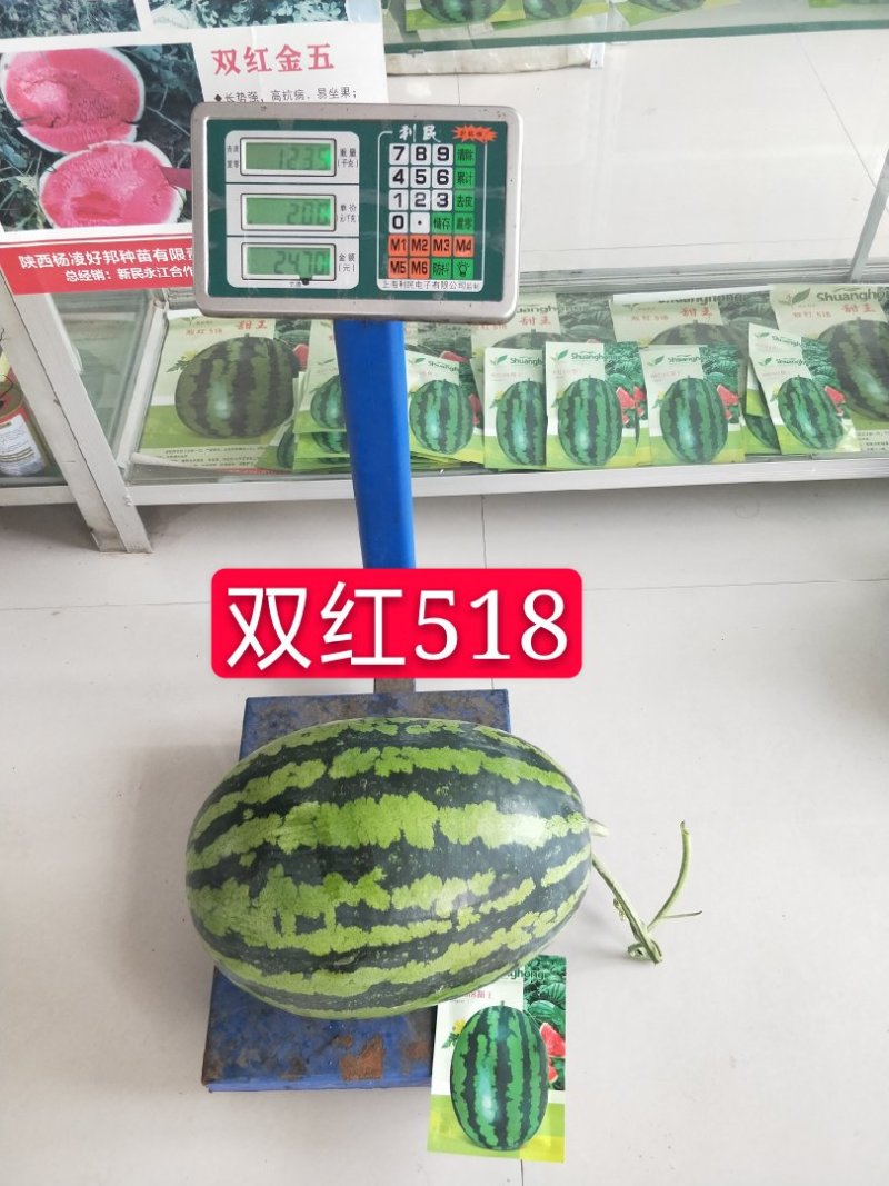 精品早熟甜王品种双红518甜王西瓜种子农业部登记品种