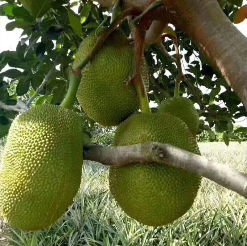泰国菠萝蜜进口水果菠萝蜜新鲜进口