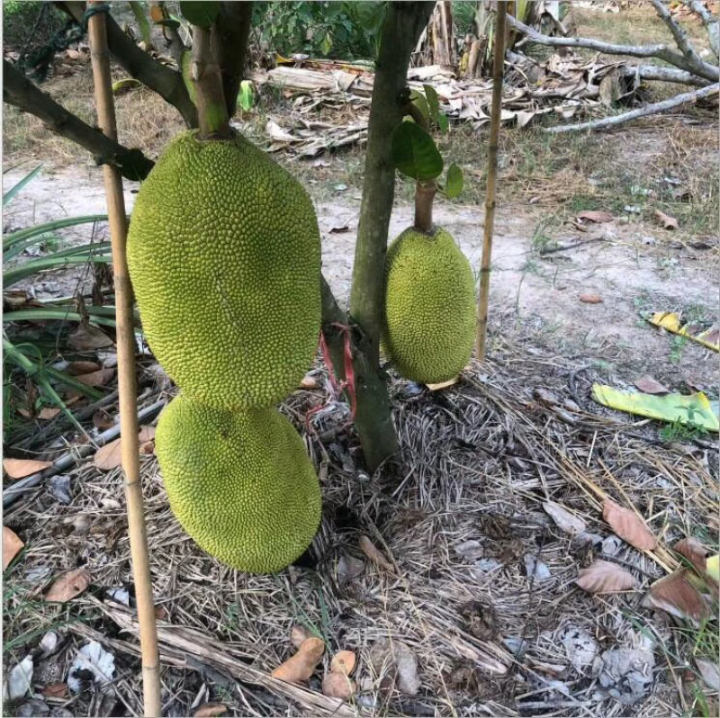 泰国菠萝蜜进口水果菠萝蜜新鲜进口