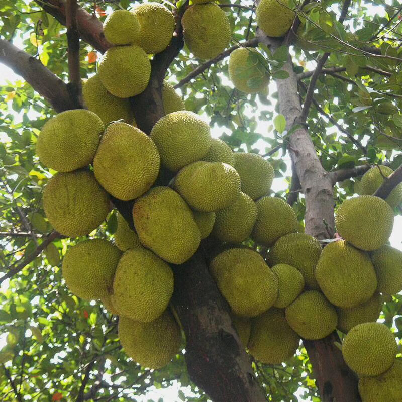 泰国菠萝蜜进口水果菠萝蜜新鲜进口