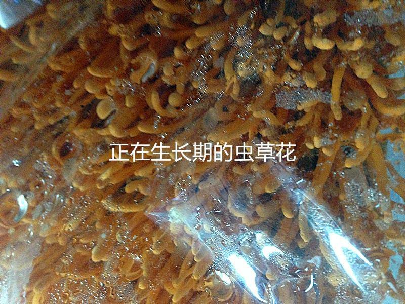 【年货节】虫草花中条带头新货北虫草无硫2斤装带头卷草