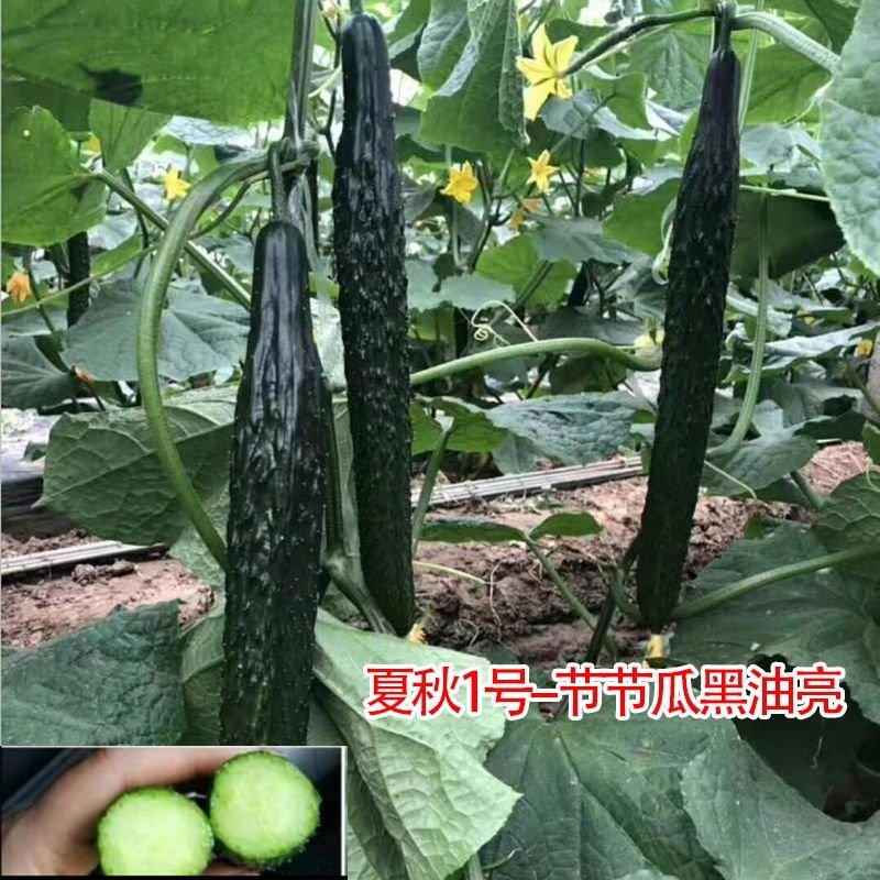 黄瓜种子油亮型强雌密刺抗病高产青瓜种子黄瓜种孑