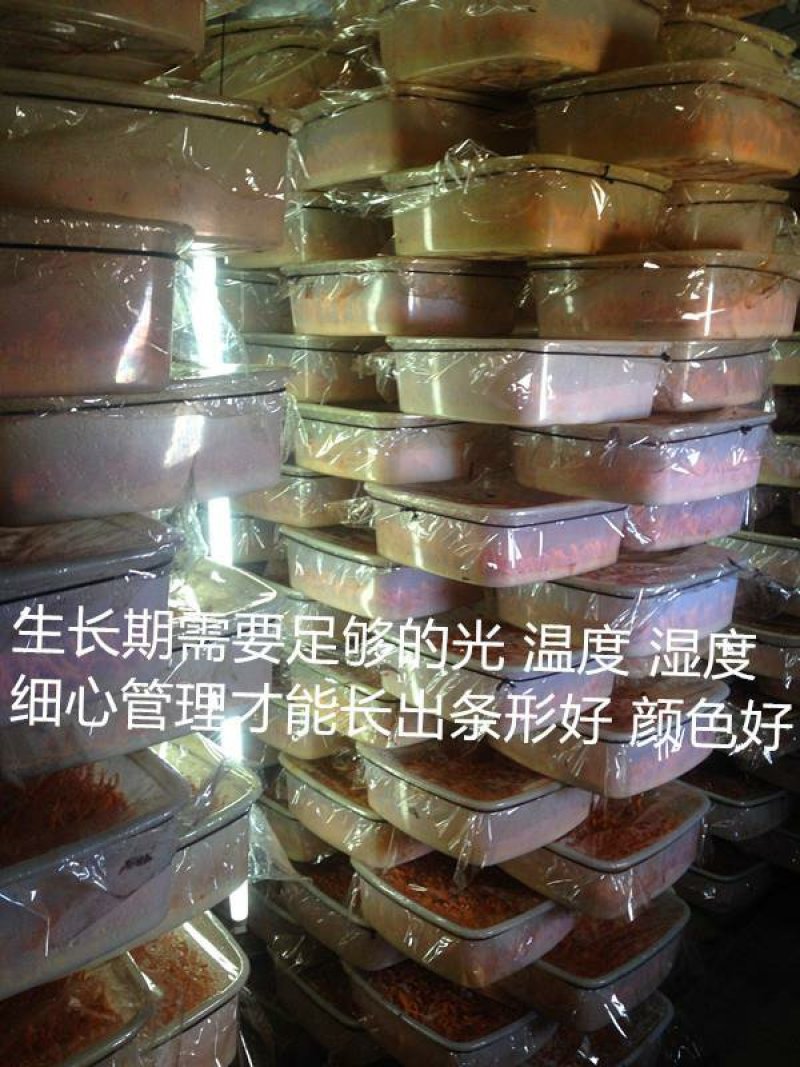虫草花食用菌烘干新货北虫草2斤实惠装包邮