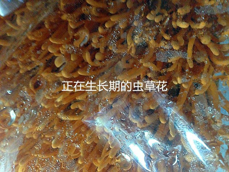 虫草花食用菌烘干新货北虫草2斤实惠装包邮