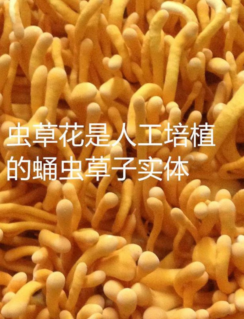 虫草花食用菌烘干新货北虫草2斤实惠装包邮
