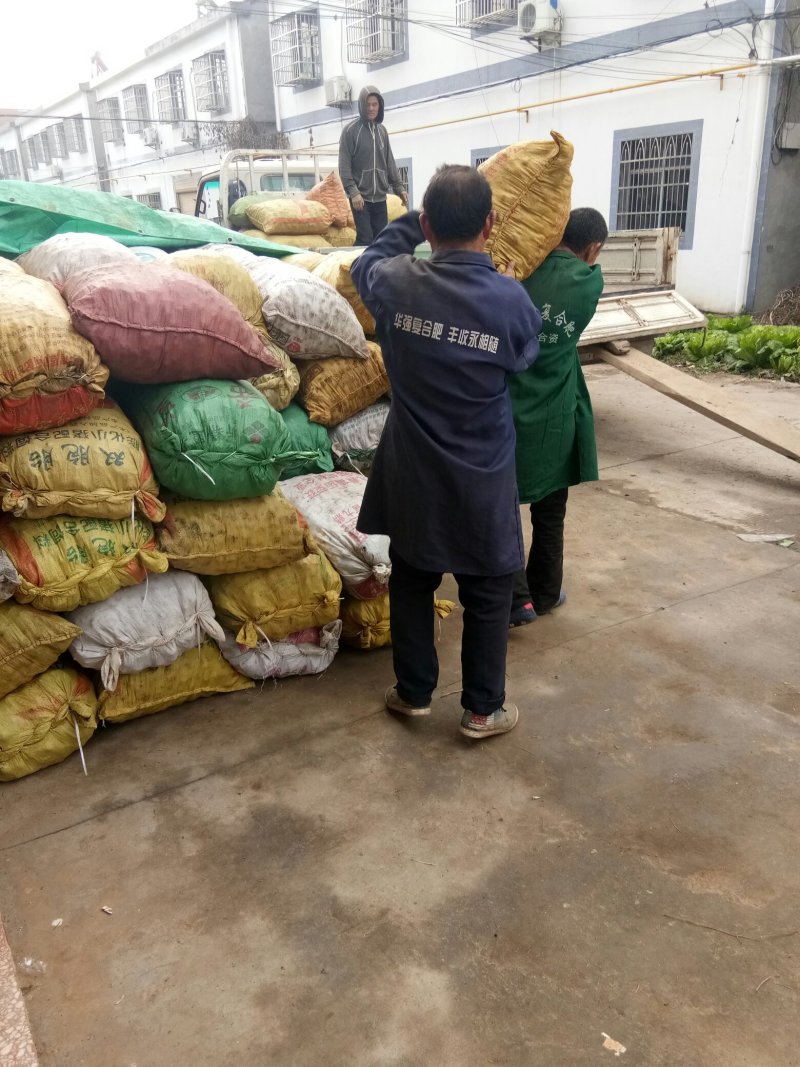 大跌价大跌价精品马蹄荸荠大个湖北宜昌地梨现挖现发大量供应