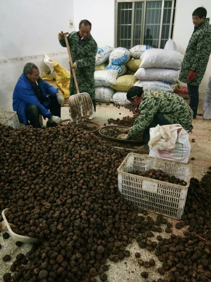 大跌价大跌价精品马蹄荸荠大个湖北宜昌地梨现挖现发大量供应