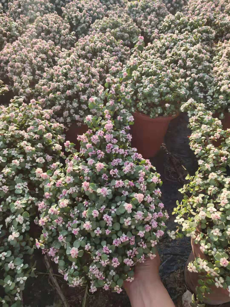 悬崖式金枝玉叶盆栽（老桩多肉植物）