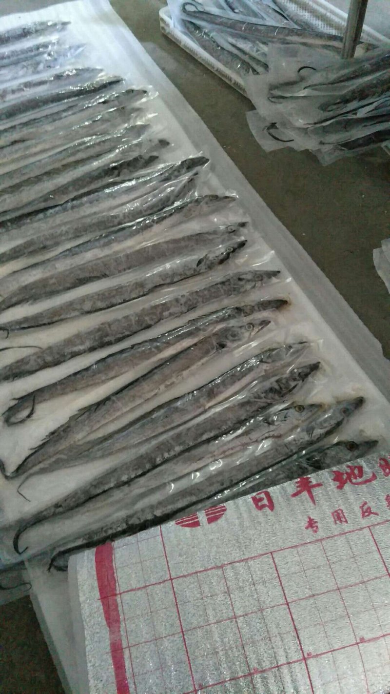 深海大刀鱼
