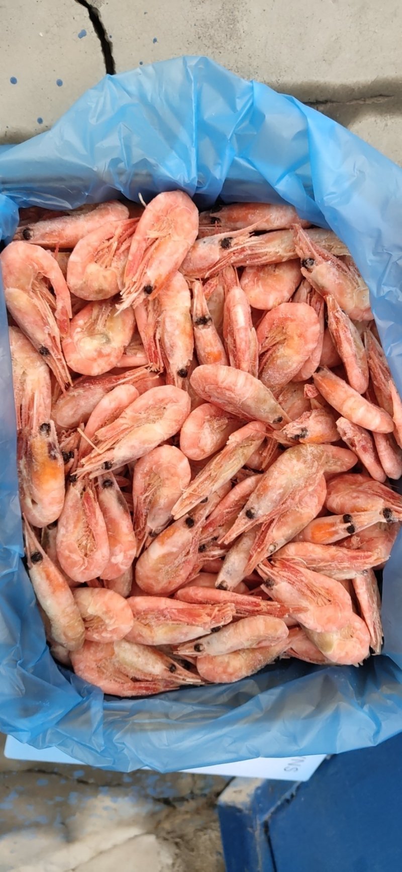 北极虾