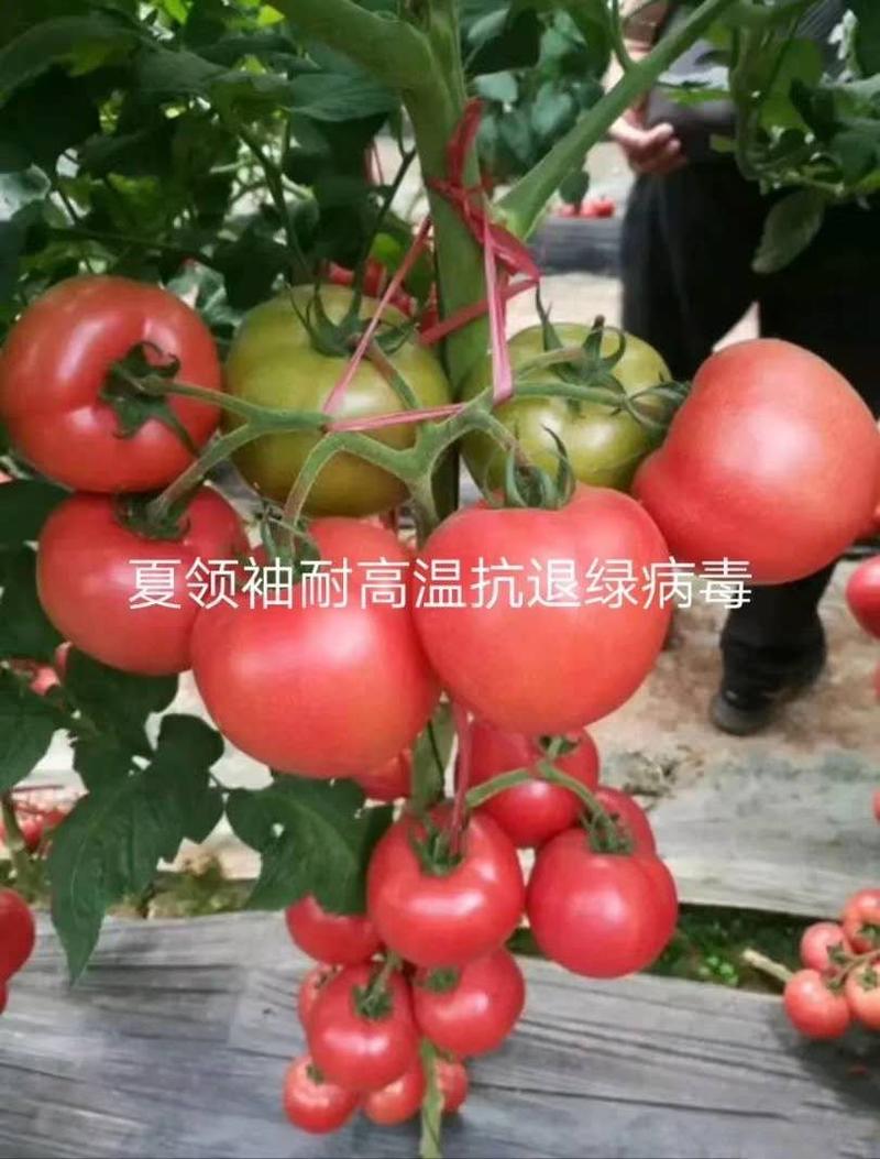 西红柿种子抗高温硬粉抗病大番茄种子番茄种孑