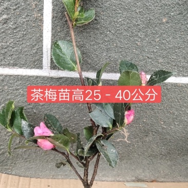 茶梅苗基地直销包邮可以视频看货选货线上交易下单
