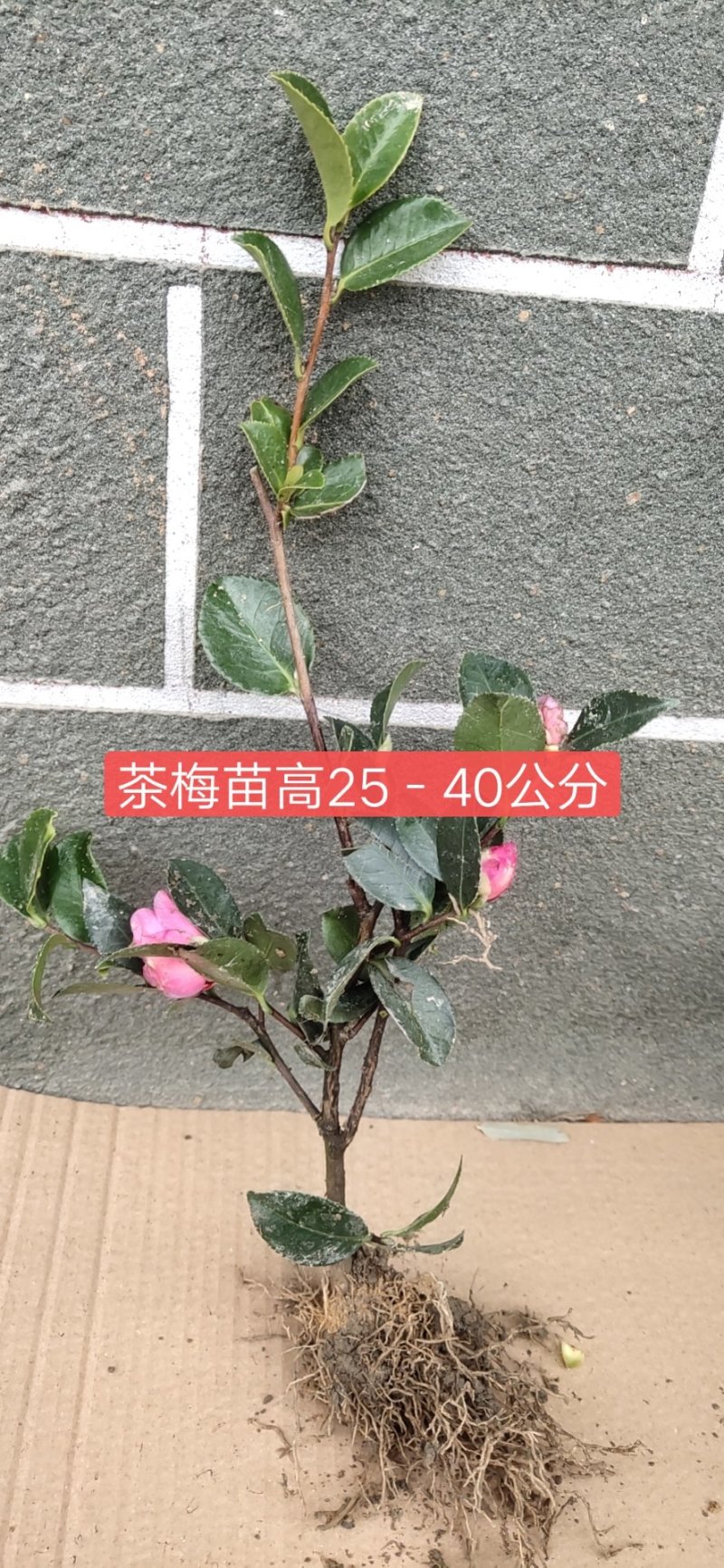茶梅苗基地直销包邮可以视频看货选货线上交易下单