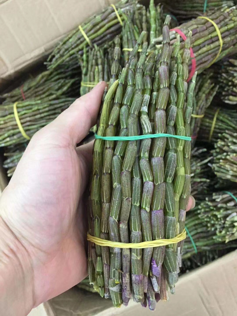 铁皮石斛鲜条，货鲜，胶质高，条子新鲜，包邮