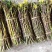铁皮石斛鲜条，货鲜，胶质高，条子新鲜，包邮