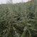 雪松国产雪松种子当年雪松种子出芽率高