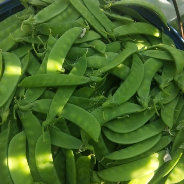 荷兰豆