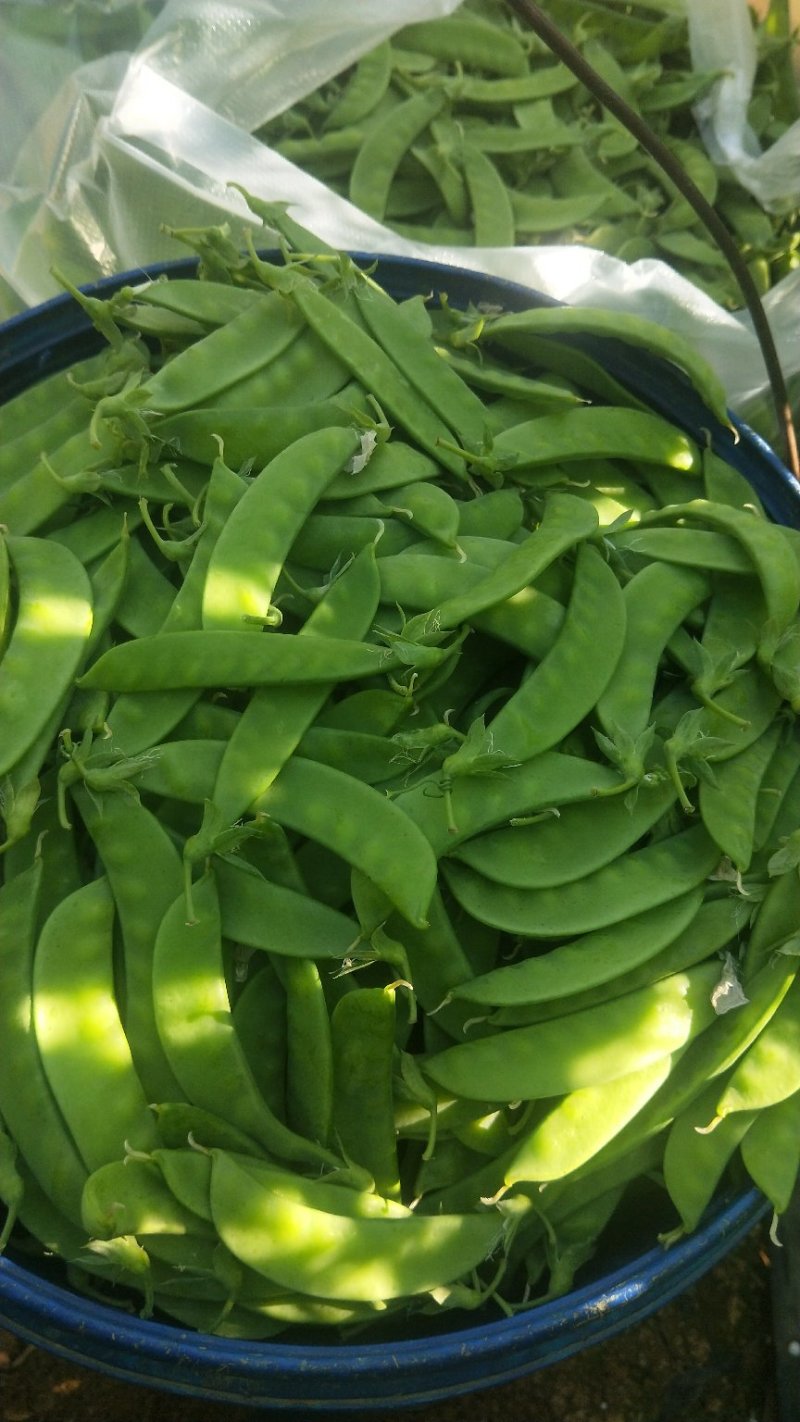 荷兰豆