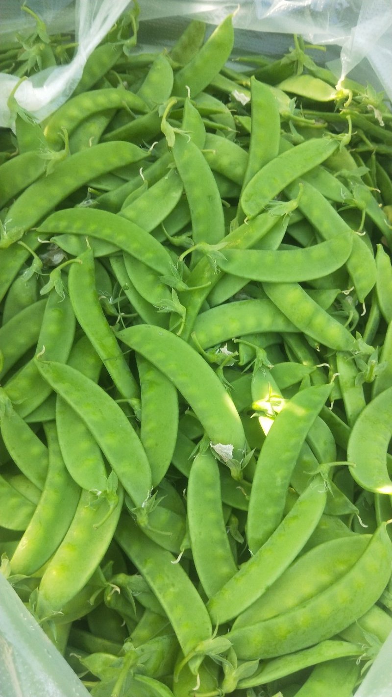 荷兰豆