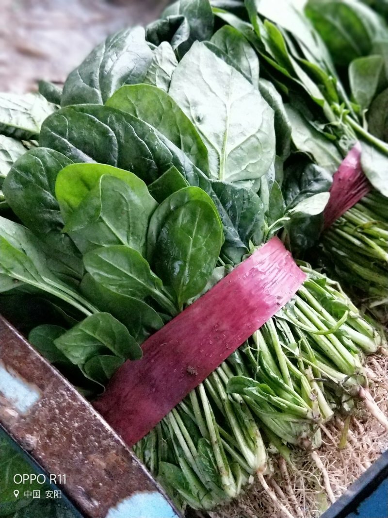 【河南滑县大棚大叶菠菜大量上市代发全国