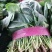 【河南滑县大棚大叶菠菜大量上市代发全国