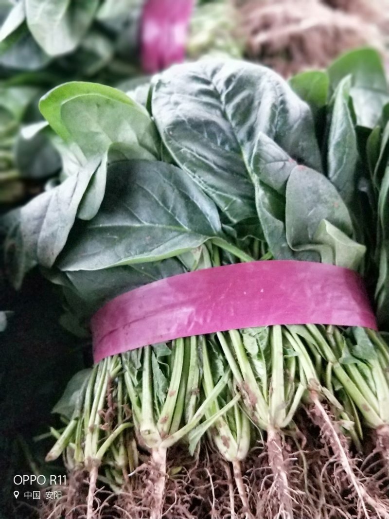 【河南滑县大棚大叶菠菜大量上市代发全国