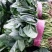 【河南滑县大棚大叶菠菜大量上市代发全国