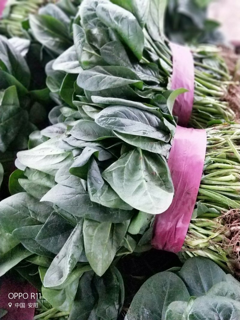 【河南滑县大棚大叶菠菜大量上市代发全国