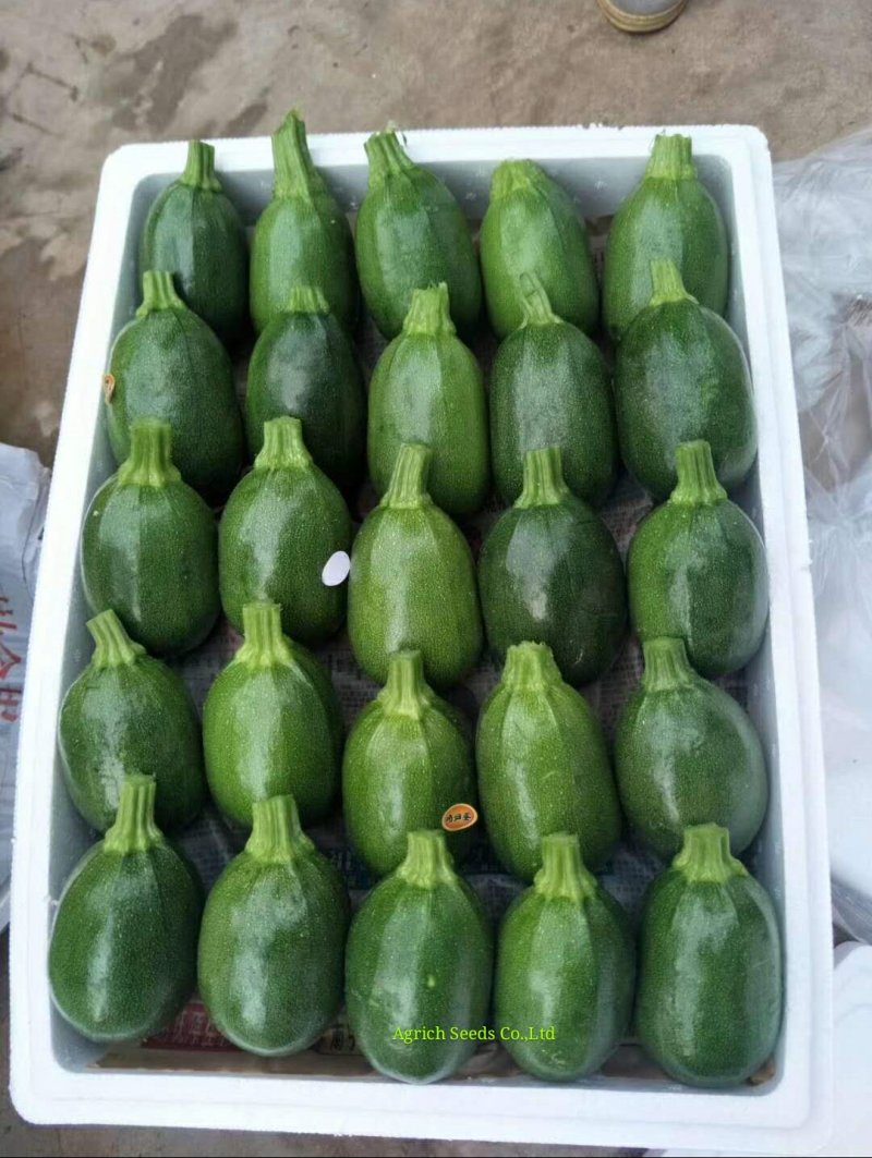 墨童无蔓南瓜种子皮色油绿光泽度好耐储运