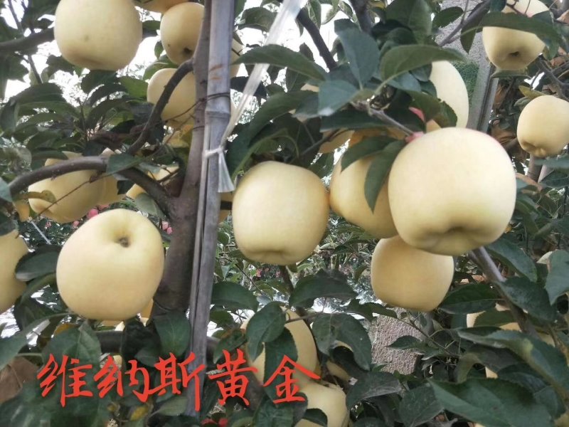 维纳斯黄金苹果苗大量批发包邮发货晚熟高品质苹果