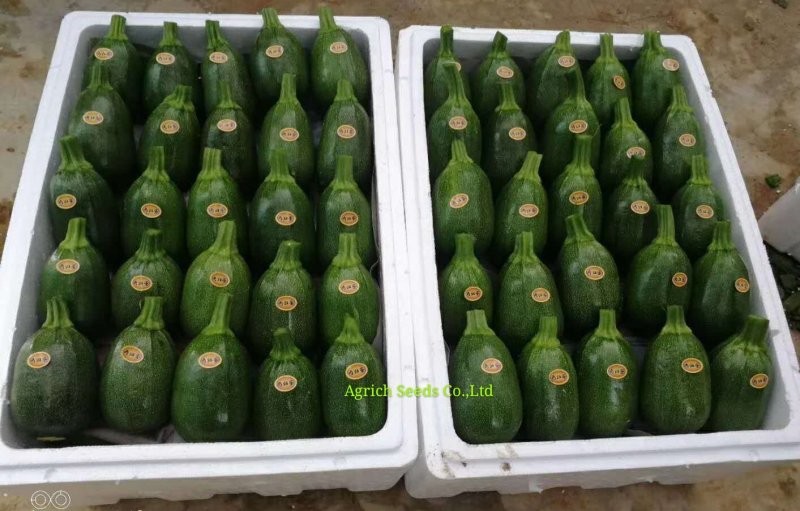 墨童无蔓南瓜种子皮色油绿光泽度好耐储运
